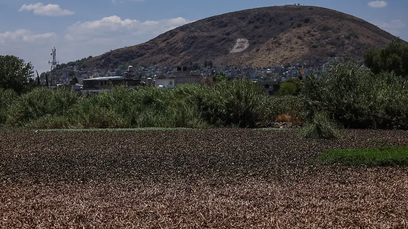 En el abandono, humedal de Cuautepec en GAM